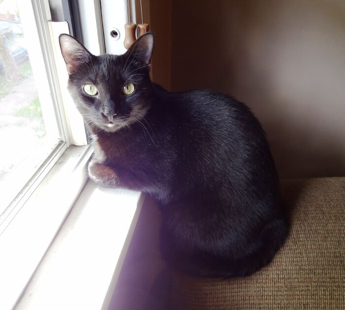 Hey Pandas, To Celebrate Black Cat Appreciation Day, Share Some Photos Of Your Feline Friends (Closed)