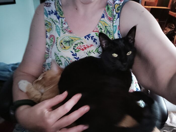 Hey Pandas, To Celebrate Black Cat Appreciation Day, Share Some Photos Of Your Feline Friends (Closed)