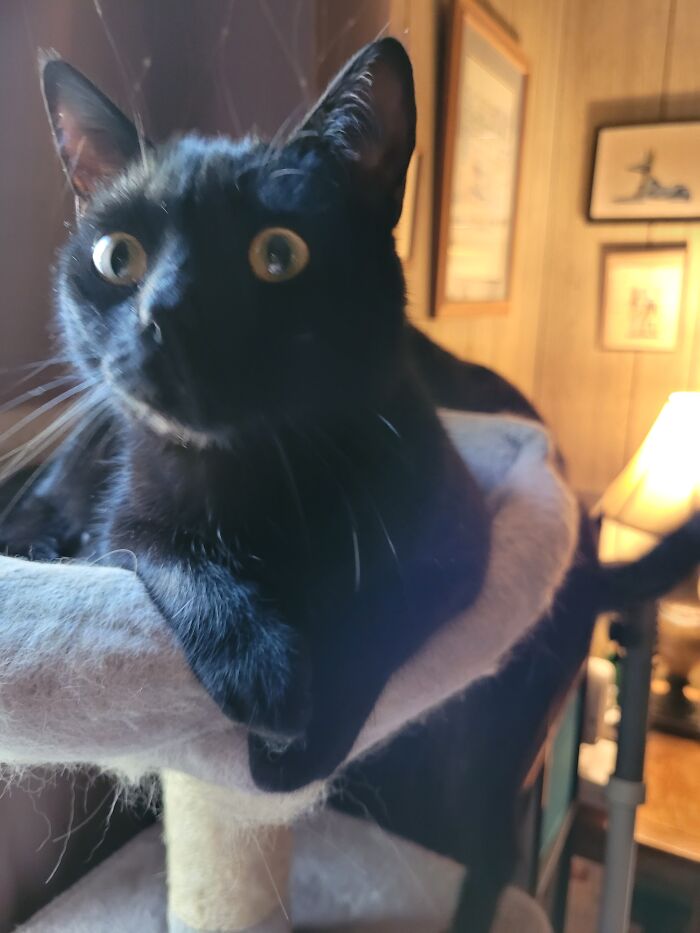 Hey Pandas, To Celebrate Black Cat Appreciation Day, Share Some Photos Of Your Feline Friends (Closed)