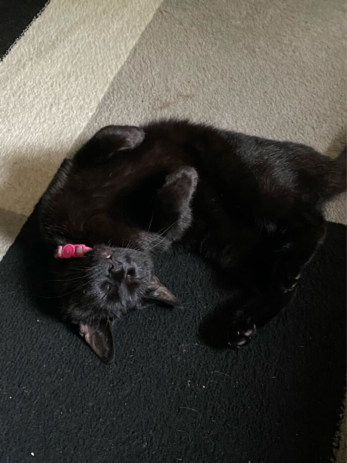 Hey Pandas, To Celebrate Black Cat Appreciation Day, Share Some Photos Of Your Feline Friends (Closed)