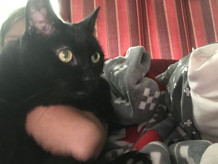 Hey Pandas, To Celebrate Black Cat Appreciation Day, Share Some Photos Of Your Feline Friends (Closed)