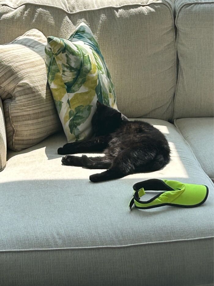 Hey Pandas, To Celebrate Black Cat Appreciation Day, Share Some Photos Of Your Feline Friends (Closed)