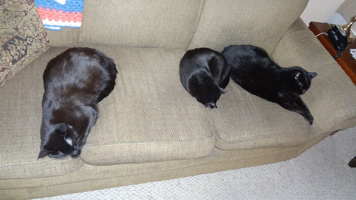 Hey Pandas, To Celebrate Black Cat Appreciation Day, Share Some Photos Of Your Feline Friends (Closed)