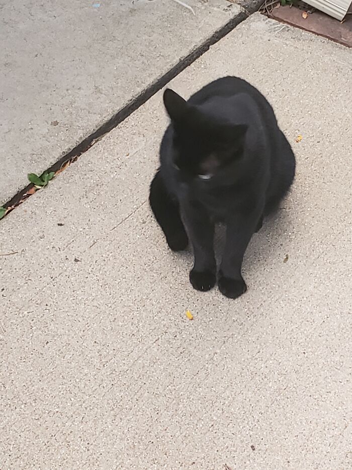 Hey Pandas, To Celebrate Black Cat Appreciation Day, Share Some Photos Of Your Feline Friends (Closed)