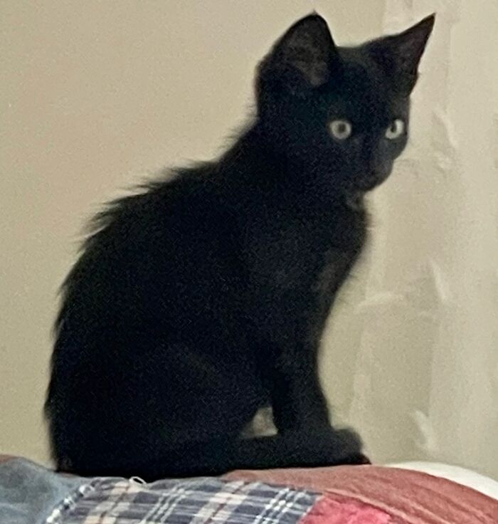 Hey Pandas, To Celebrate Black Cat Appreciation Day, Share Some Photos Of Your Feline Friends (Closed)