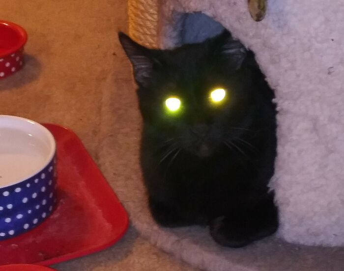 Hey Pandas, To Celebrate Black Cat Appreciation Day, Share Some Photos Of Your Feline Friends (Closed)