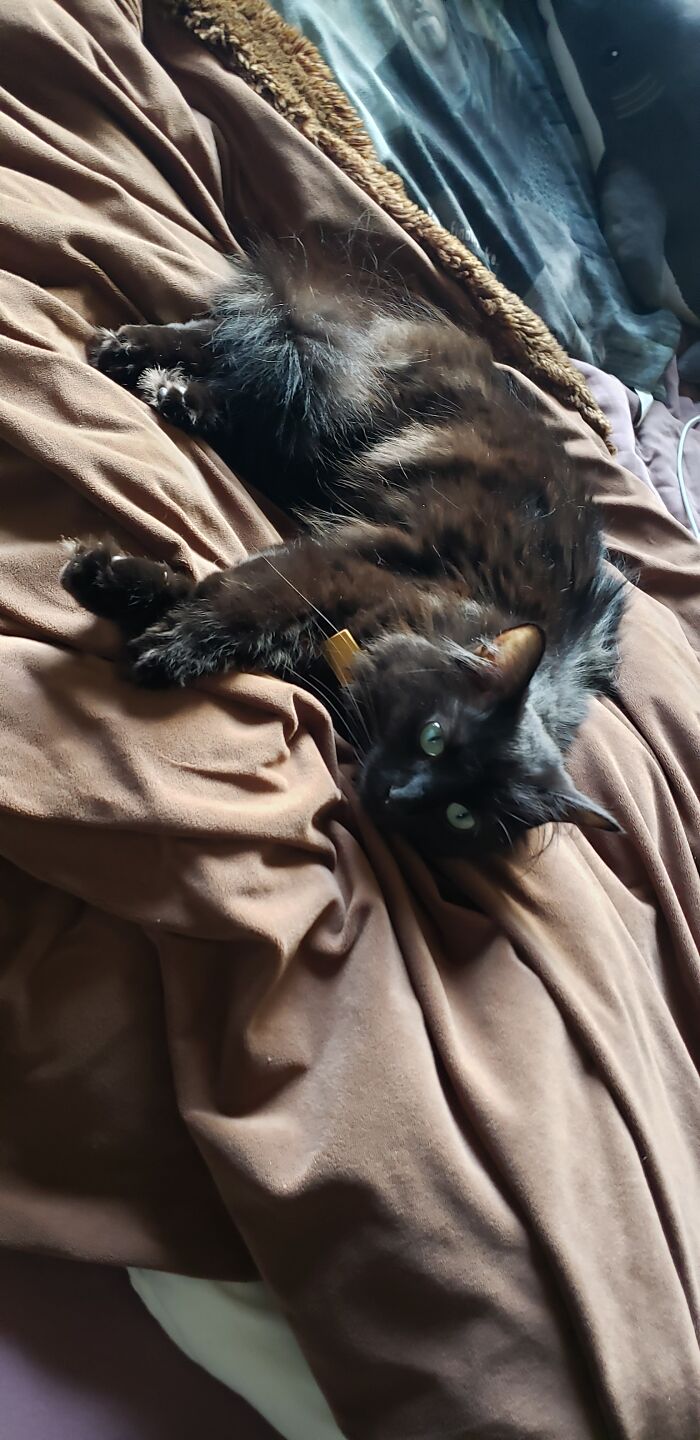 Hey Pandas, To Celebrate Black Cat Appreciation Day, Share Some Photos Of Your Feline Friends (Closed)