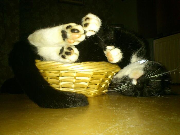 Hey Pandas, To Celebrate Black Cat Appreciation Day, Share Some Photos Of Your Feline Friends (Closed)