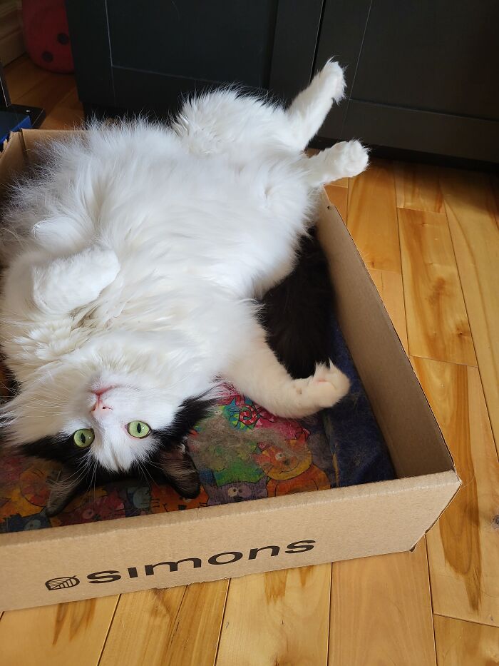 Hey Pandas, To Celebrate Black Cat Appreciation Day, Share Some Photos Of Your Feline Friends (Closed)