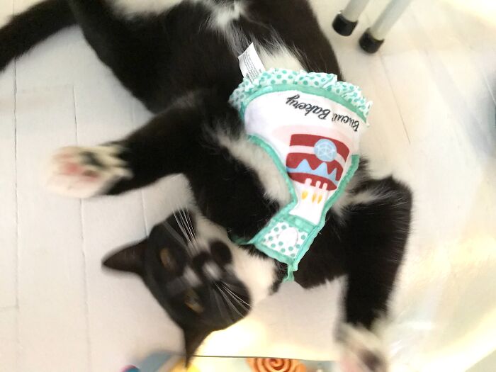 Hey Pandas, To Celebrate Black Cat Appreciation Day, Share Some Photos Of Your Feline Friends (Closed)