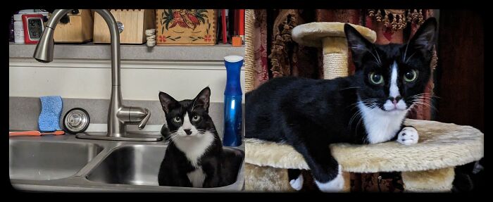 Hey Pandas, To Celebrate Black Cat Appreciation Day, Share Some Photos Of Your Feline Friends (Closed)