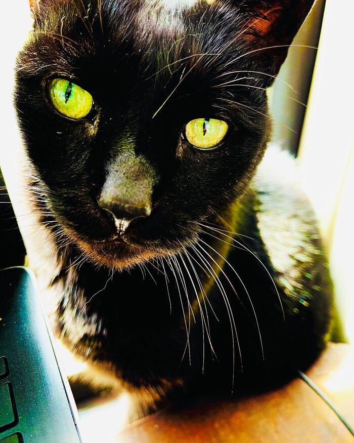 Hey Pandas, To Celebrate Black Cat Appreciation Day, Share Some Photos Of Your Feline Friends (Closed)