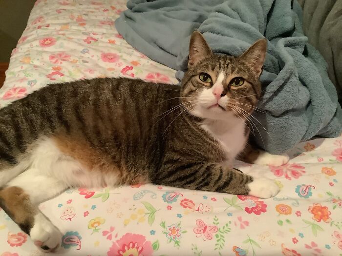 Hey Pandas, To Celebrate Black Cat Appreciation Day, Share Some Photos Of Your Feline Friends (Closed)