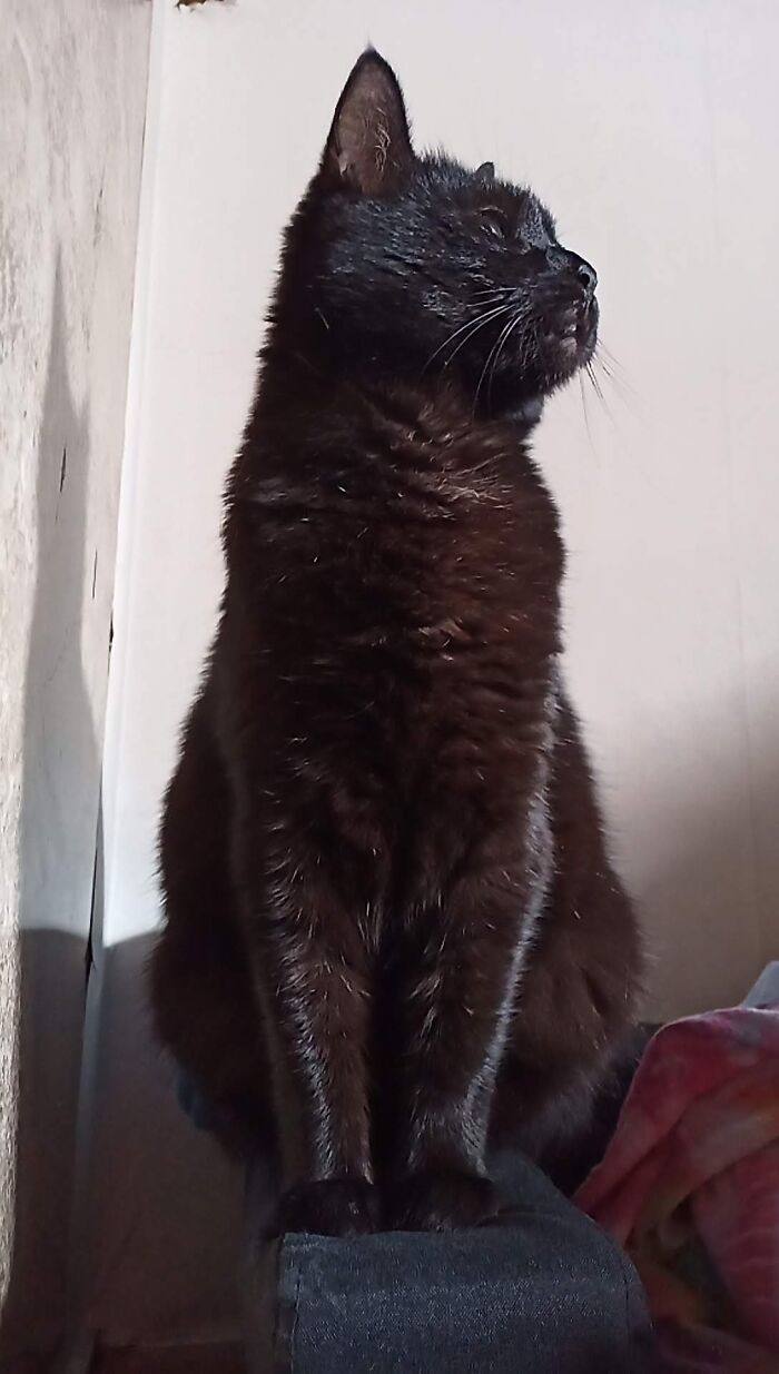 Hey Pandas, To Celebrate Black Cat Appreciation Day, Share Some Photos Of Your Feline Friends (Closed)