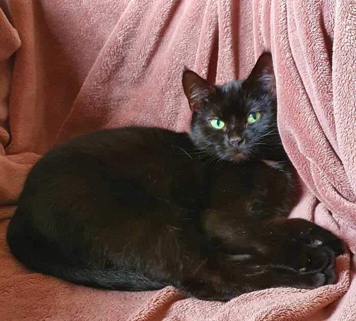 Hey Pandas, To Celebrate Black Cat Appreciation Day, Share Some Photos Of Your Feline Friends (Closed)