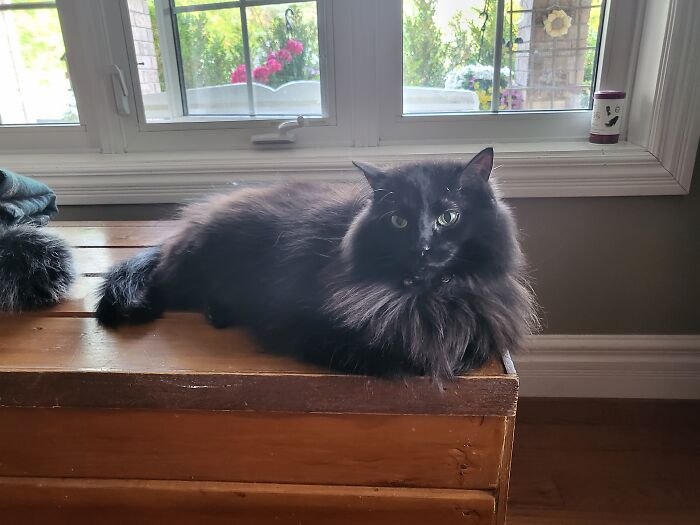 Hey Pandas, To Celebrate Black Cat Appreciation Day, Share Some Photos Of Your Feline Friends (Closed)