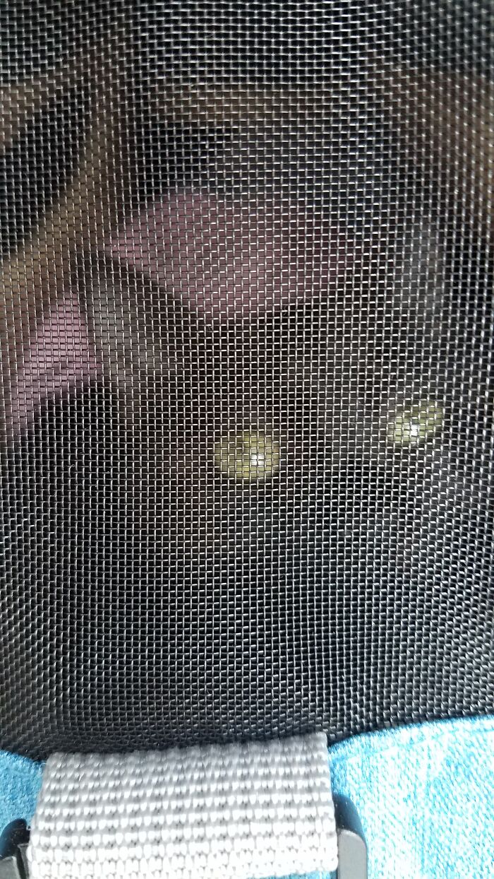 Hey Pandas, To Celebrate Black Cat Appreciation Day, Share Some Photos Of Your Feline Friends (Closed)