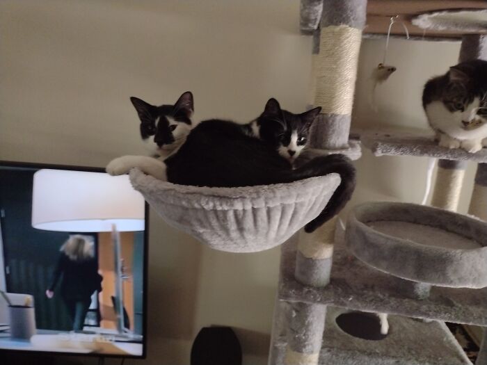 Hey Pandas, To Celebrate Black Cat Appreciation Day, Share Some Photos Of Your Feline Friends (Closed)