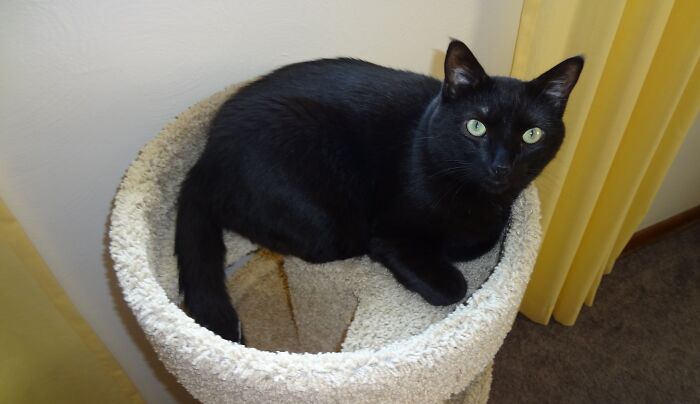 Hey Pandas, To Celebrate Black Cat Appreciation Day, Share Some Photos Of Your Feline Friends (Closed)