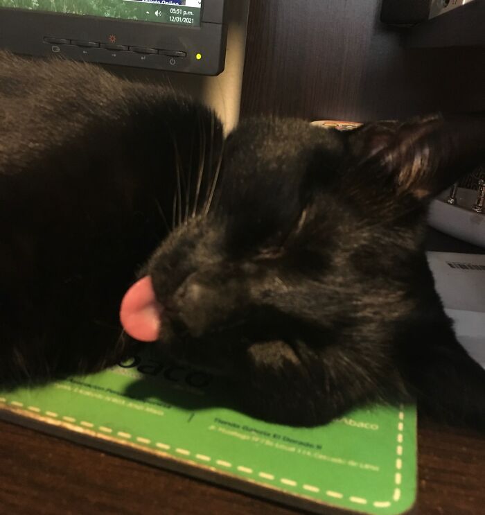 Hey Pandas, To Celebrate Black Cat Appreciation Day, Share Some Photos Of Your Feline Friends (Closed)