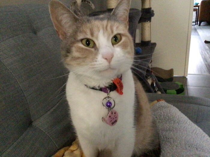 Hey Pandas, To Celebrate Black Cat Appreciation Day, Share Some Photos Of Your Feline Friends (Closed)