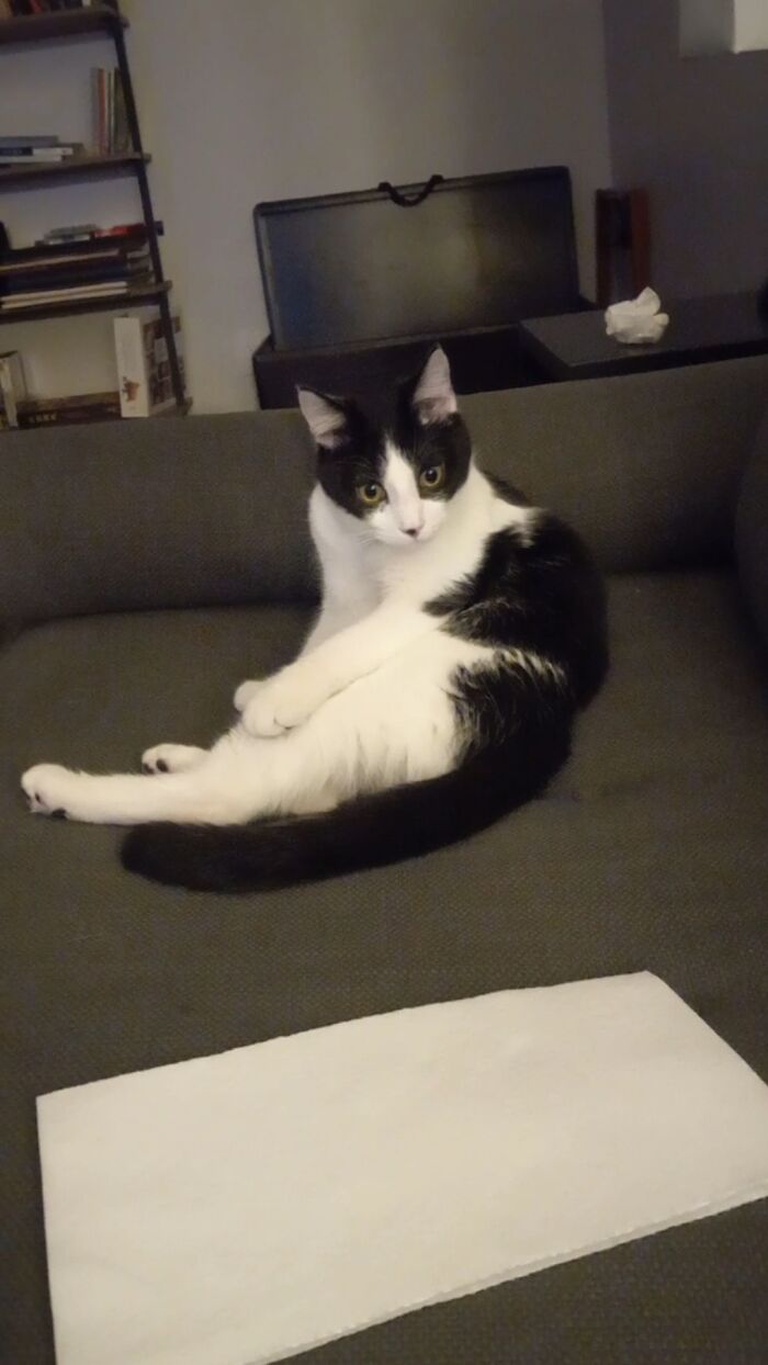 Hey Pandas, To Celebrate Black Cat Appreciation Day, Share Some Photos Of Your Feline Friends (Closed)