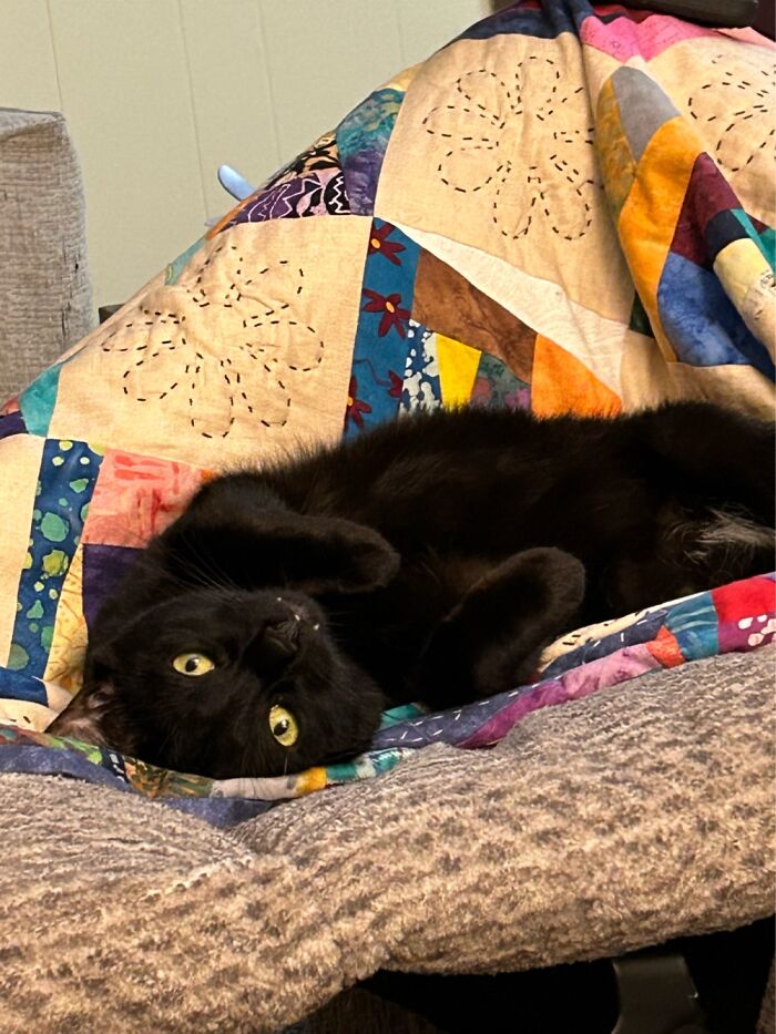 Hey Pandas, To Celebrate Black Cat Appreciation Day, Share Some Photos Of Your Feline Friends (Closed)