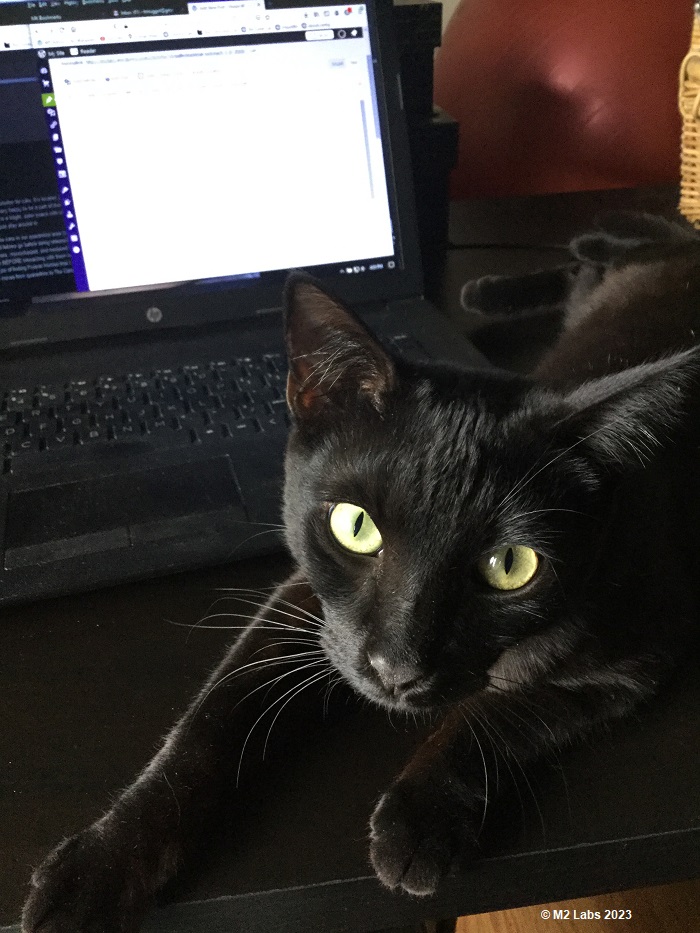 Hey Pandas, To Celebrate Black Cat Appreciation Day, Share Some Photos Of Your Feline Friends (Closed)