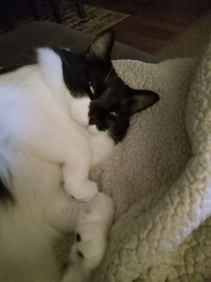 Hey Pandas, To Celebrate Black Cat Appreciation Day, Share Some Photos Of Your Feline Friends (Closed)