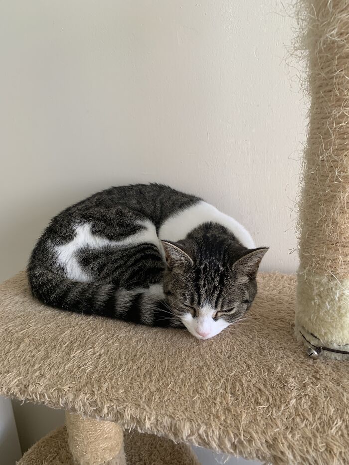 Hey Pandas, To Celebrate Black Cat Appreciation Day, Share Some Photos Of Your Feline Friends (Closed)