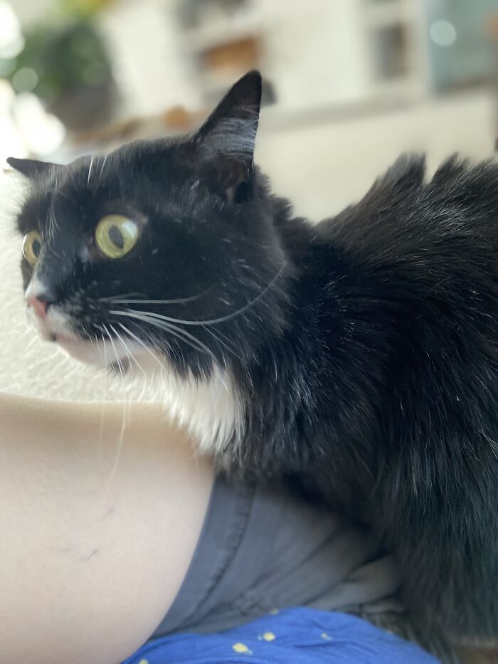 Hey Pandas, To Celebrate Black Cat Appreciation Day, Share Some Photos Of Your Feline Friends (Closed)