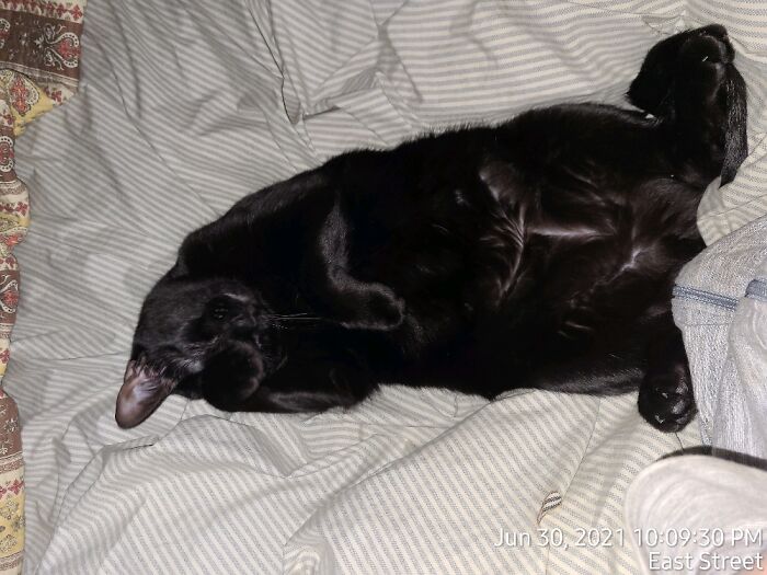 Hey Pandas, To Celebrate Black Cat Appreciation Day, Share Some Photos Of Your Feline Friends (Closed)