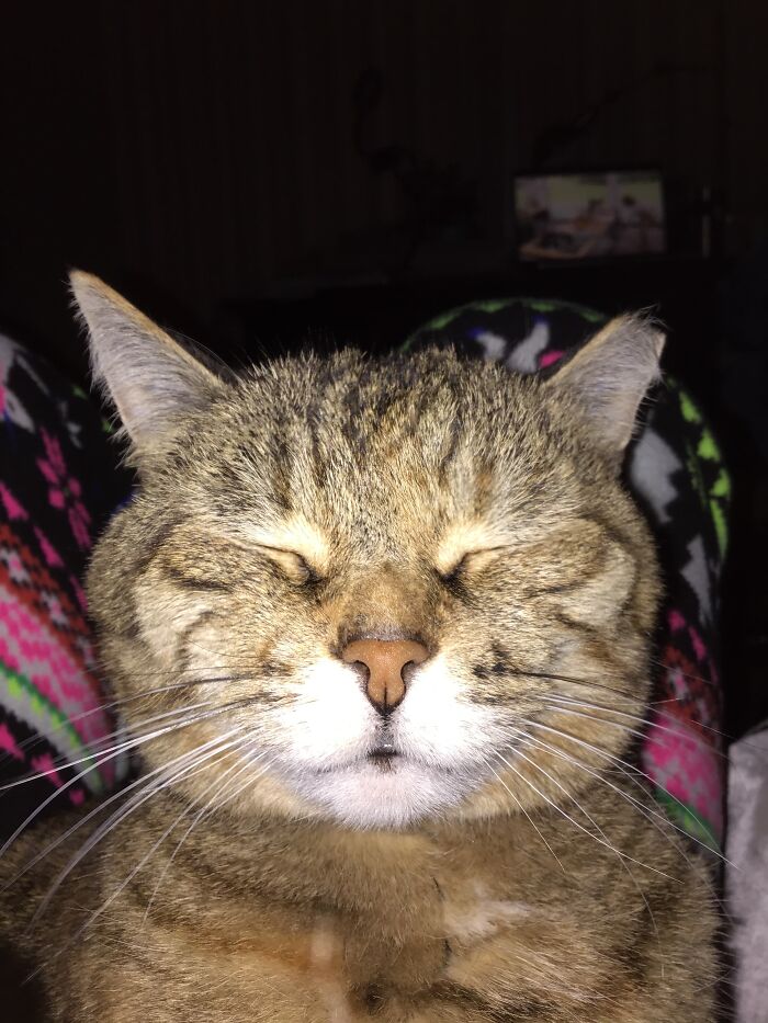 Hey Pandas, To Celebrate Black Cat Appreciation Day, Share Some Photos Of Your Feline Friends (Closed)