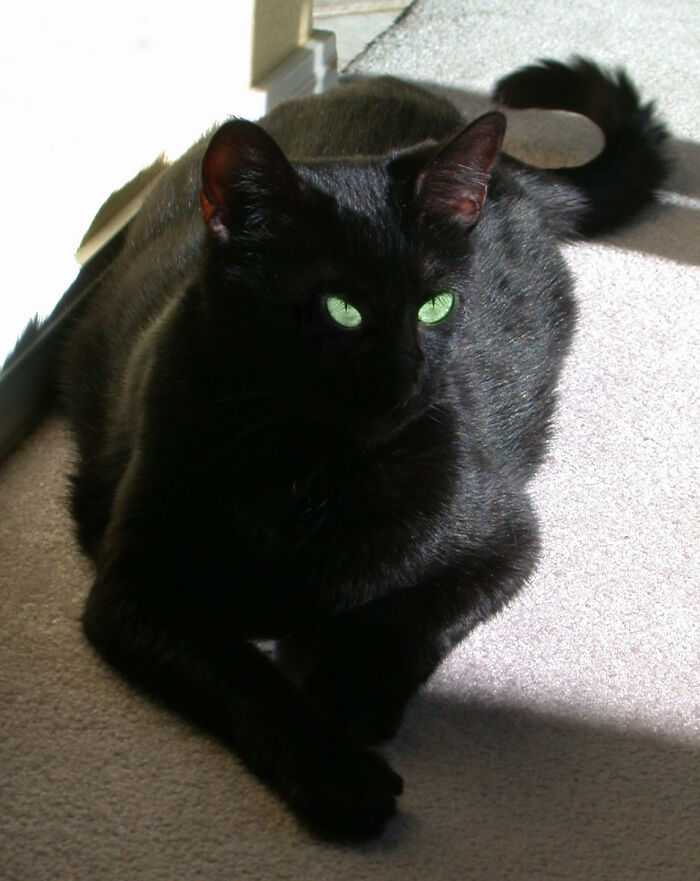 Hey Pandas, To Celebrate Black Cat Appreciation Day, Share Some Photos Of Your Feline Friends (Closed)