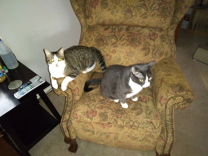 Hey Pandas, To Celebrate Black Cat Appreciation Day, Share Some Photos Of Your Feline Friends (Closed)