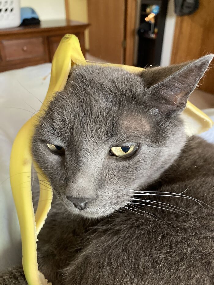 Hey Pandas, To Celebrate Black Cat Appreciation Day, Share Some Photos Of Your Feline Friends (Closed)