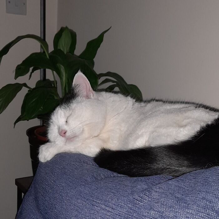 Hey Pandas, To Celebrate Black Cat Appreciation Day, Share Some Photos Of Your Feline Friends (Closed)