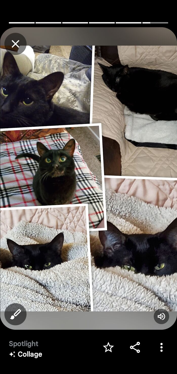 Hey Pandas, To Celebrate Black Cat Appreciation Day, Share Some Photos Of Your Feline Friends (Closed)