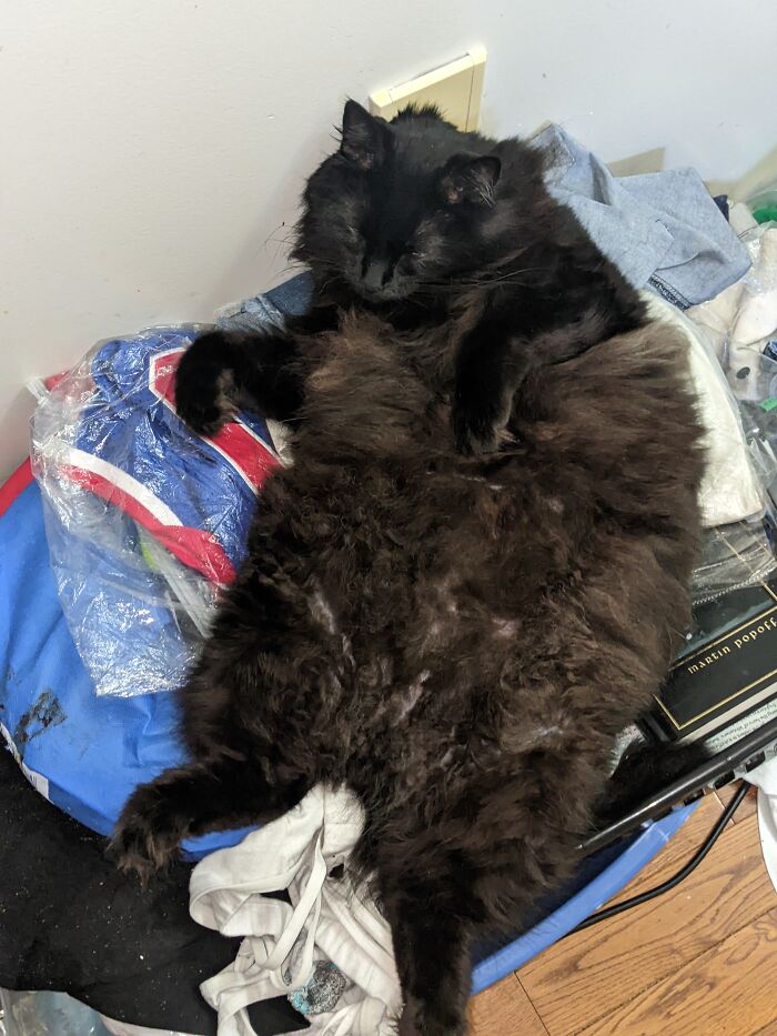 Hey Pandas, To Celebrate Black Cat Appreciation Day, Share Some Photos Of Your Feline Friends (Closed)