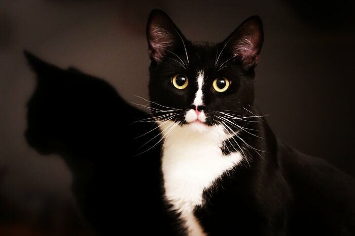 Hey Pandas, To Celebrate Black Cat Appreciation Day, Share Some Photos Of Your Feline Friends (Closed)