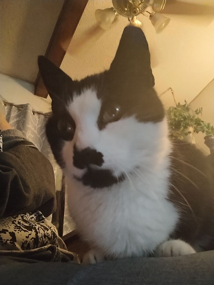 Hey Pandas, To Celebrate Black Cat Appreciation Day, Share Some Photos Of Your Feline Friends (Closed)