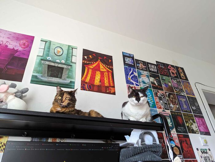 Hey Pandas, To Celebrate Black Cat Appreciation Day, Share Some Photos Of Your Feline Friends (Closed)