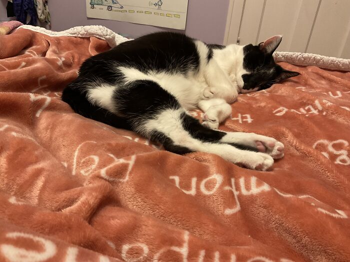 Hey Pandas, To Celebrate Black Cat Appreciation Day, Share Some Photos Of Your Feline Friends (Closed)