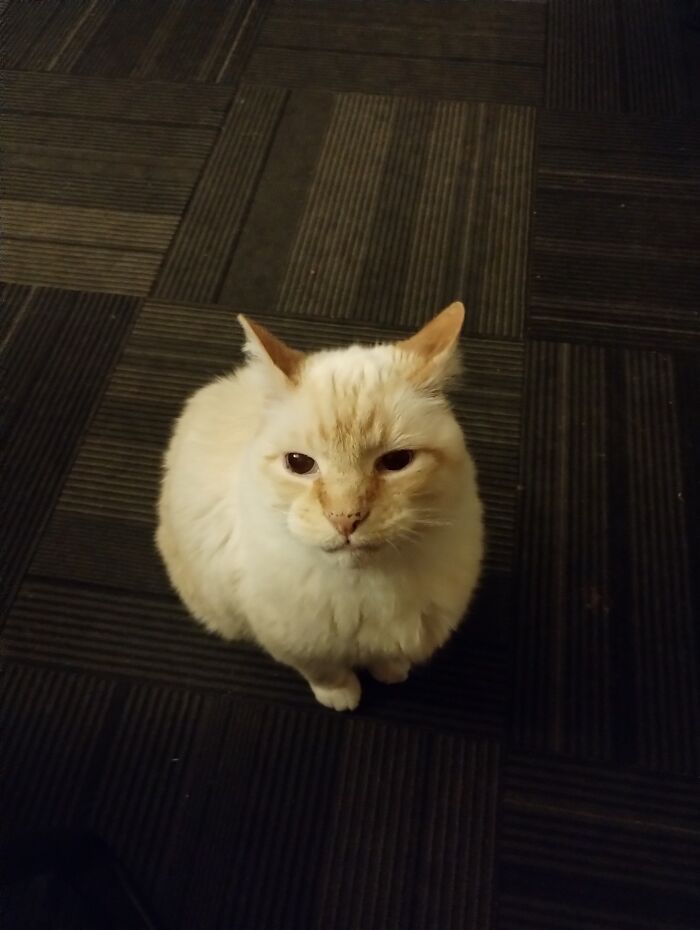 Hey Pandas, To Celebrate Black Cat Appreciation Day, Share Some Photos Of Your Feline Friends (Closed)