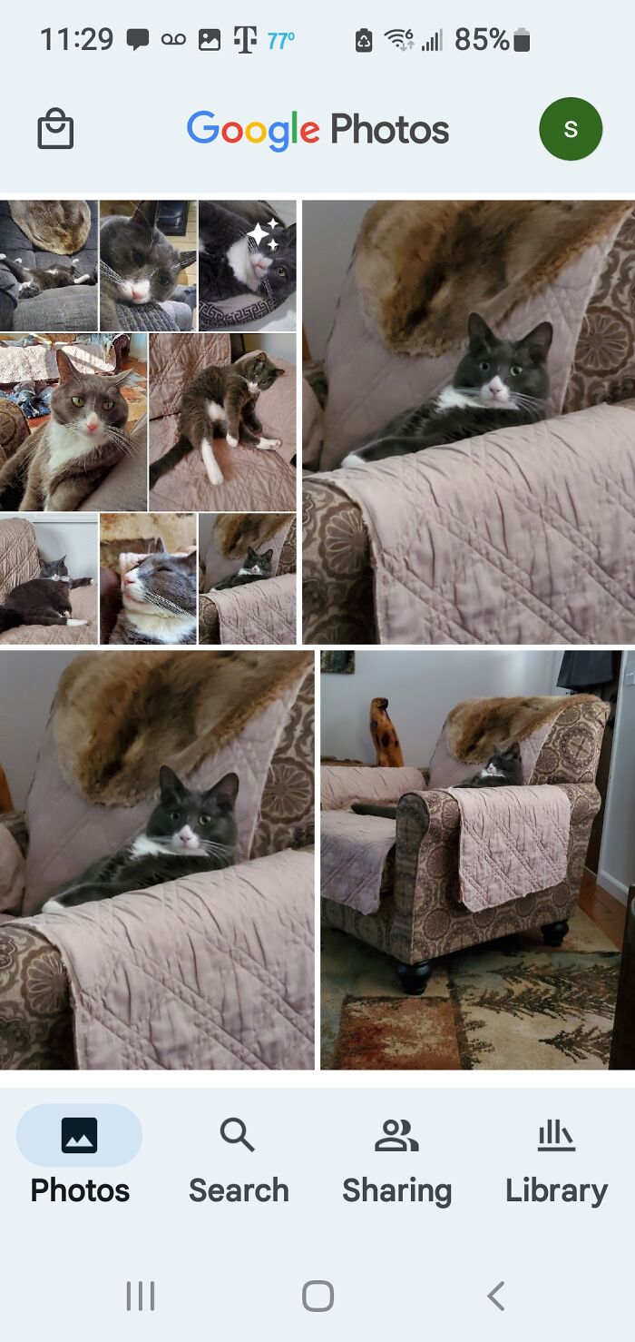 Hey Pandas, To Celebrate Black Cat Appreciation Day, Share Some Photos Of Your Feline Friends (Closed)