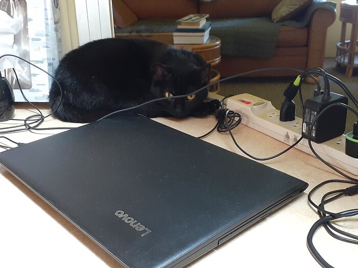 Hey Pandas, To Celebrate Black Cat Appreciation Day, Share Some Photos Of Your Feline Friends (Closed)