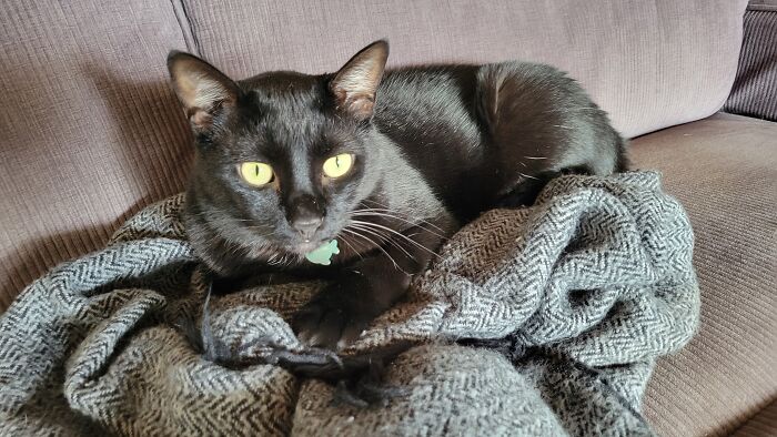 Hey Pandas, To Celebrate Black Cat Appreciation Day, Share Some Photos Of Your Feline Friends (Closed)