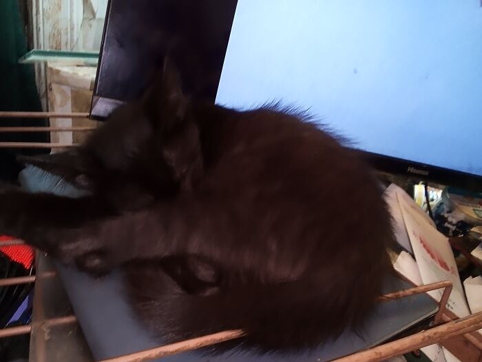 Hey Pandas, To Celebrate Black Cat Appreciation Day, Share Some Photos Of Your Feline Friends (Closed)