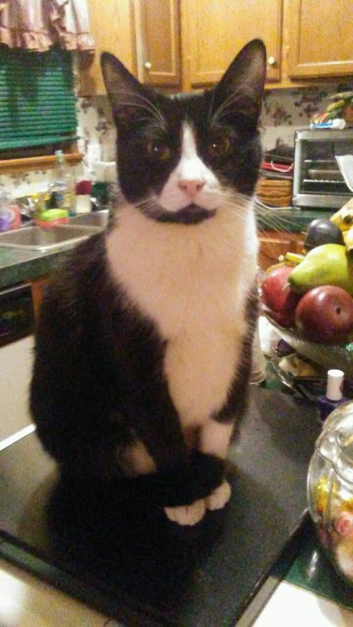 Hey Pandas, To Celebrate Black Cat Appreciation Day, Share Some Photos Of Your Feline Friends (Closed)