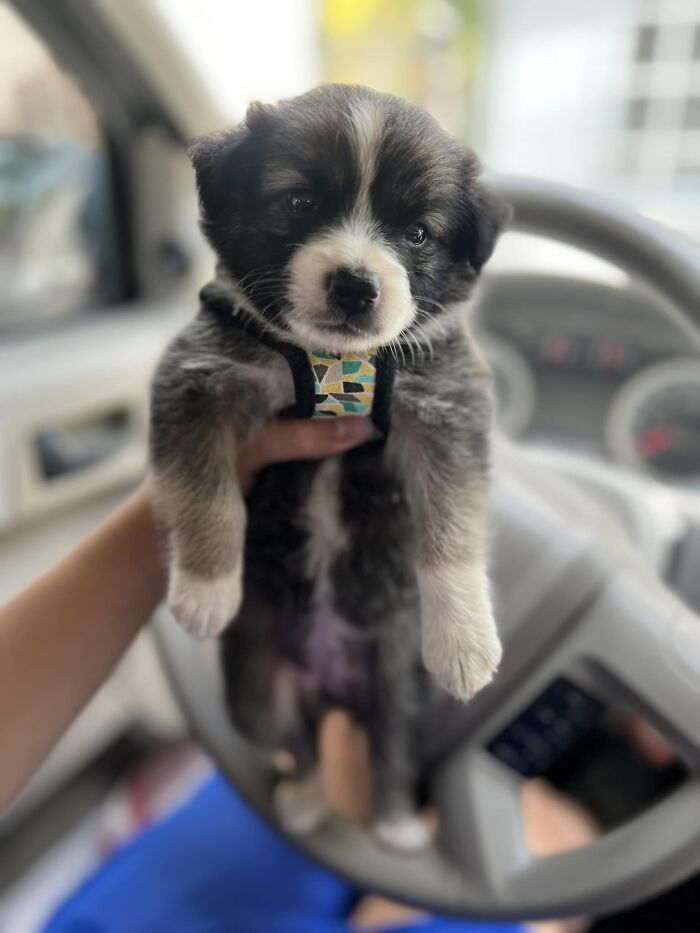 50 Of The Best Pics From The ‘Dogspotting’ Group Where People Share Their Most Unexpected Encounters (New Pics) 50 Of The Best Pics From The ‘Dogspotting’ Group Where People Share Their Most Unexpected Encounters (New Pics)